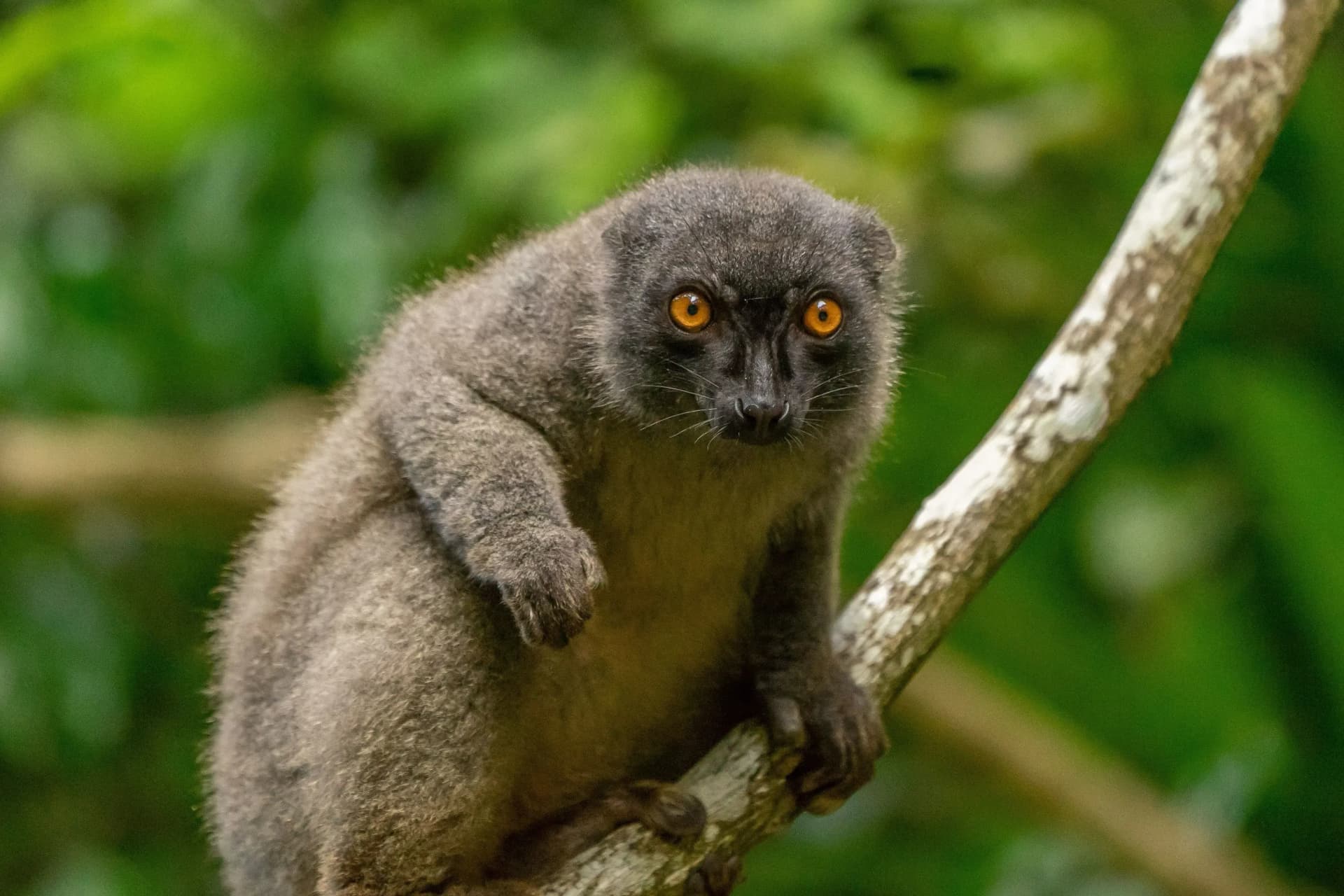 Faune endémique de Madagascar